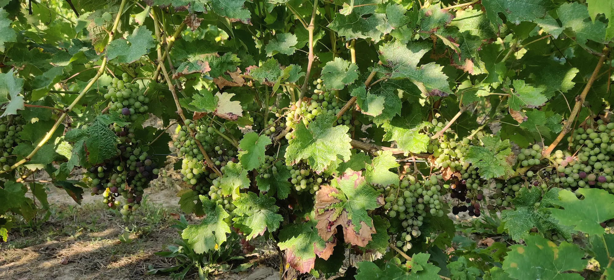vines and grapes