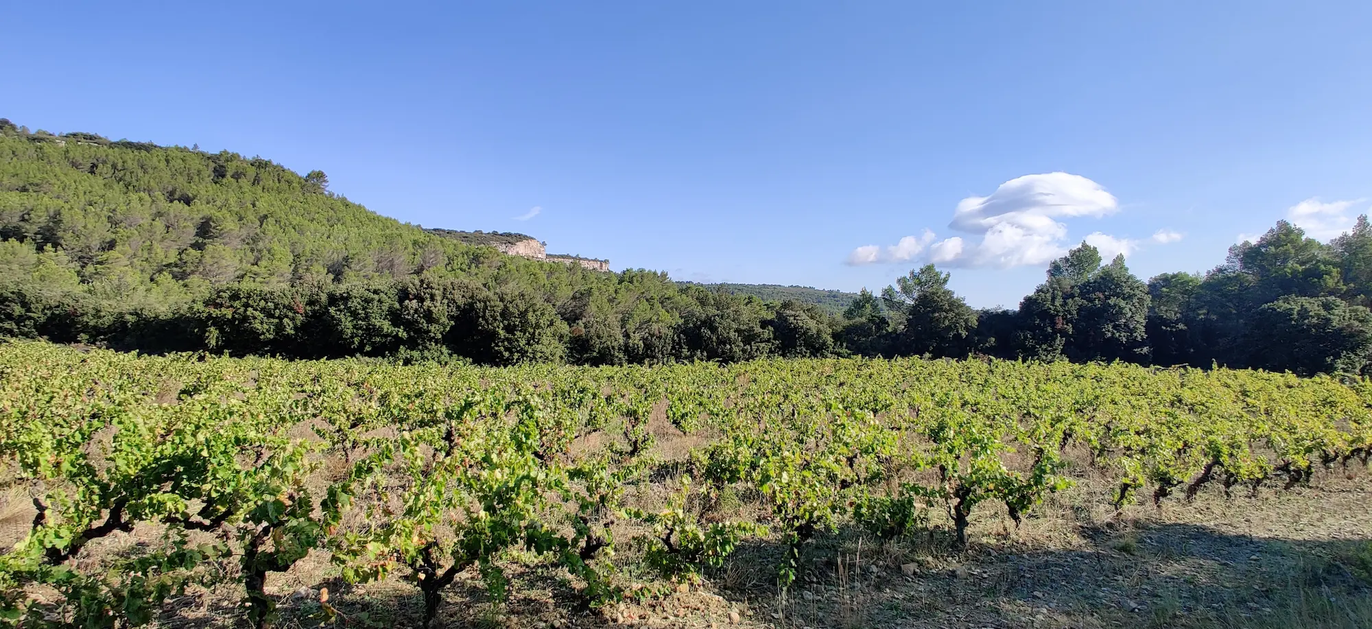 vineyards