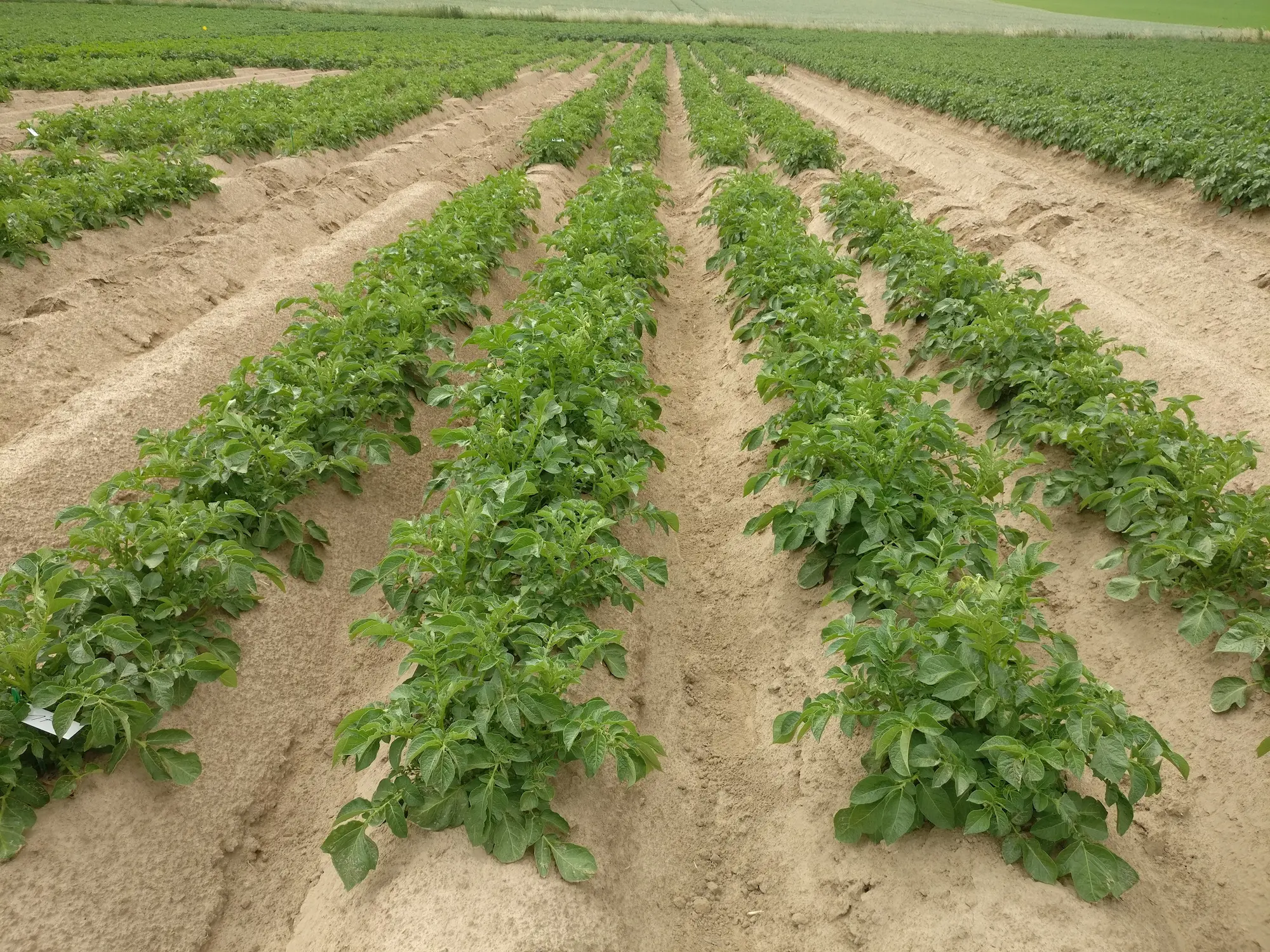 rows of potato plants in a field
