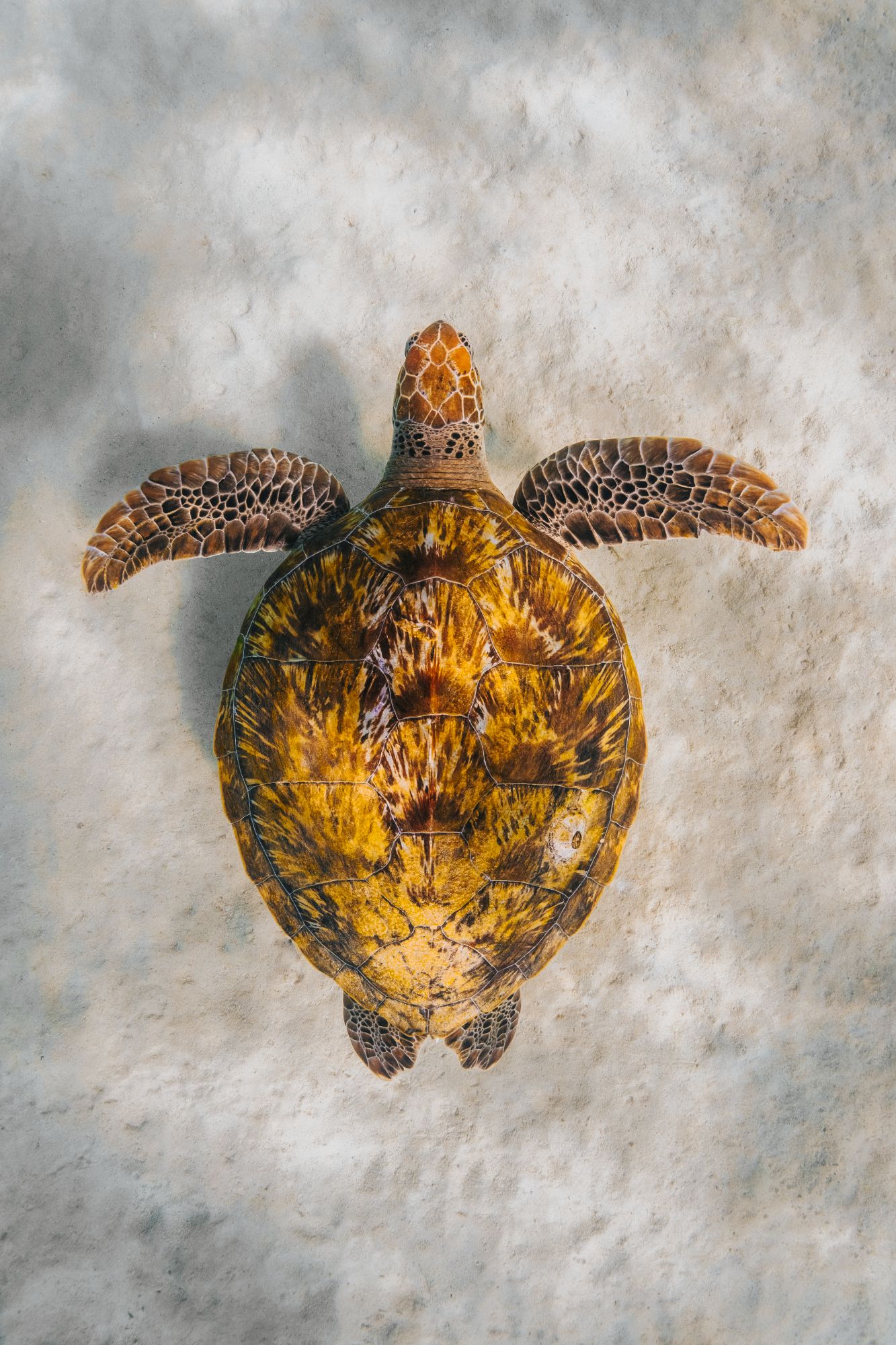 A turtle captured from above simming above the white ocean sand.