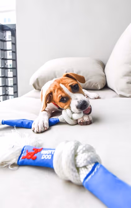 Small dog chewing on a Knotty Dog toy