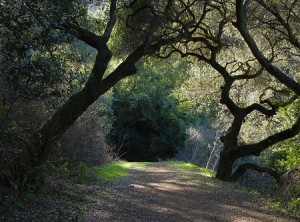 leona canyon dog friendly hike