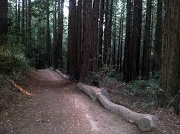 joaquin miller park dog friendly