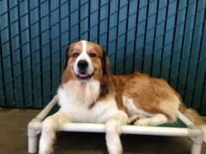gimli at happy hound
