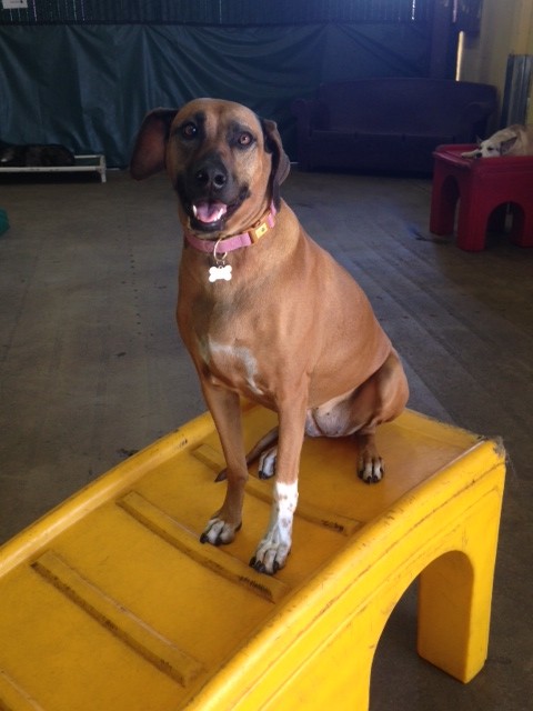 kekoa at happy hound