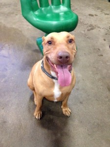 big kona happy hound
