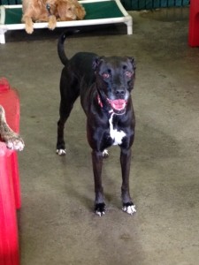 gracie happy hound oakland