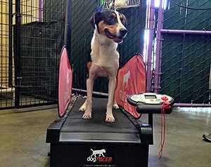 happy-hound-dog-treadmill