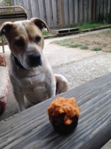 homemade doggy birthday cake