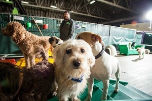2013_12_happy_hound_0280@2x