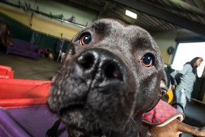 2013_12_happy_hound_0202@2x