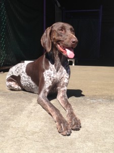 scout at happy hound