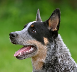 Cattledog_Little_Joe