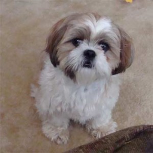 shihtzu_robinson2