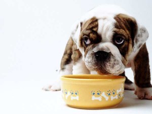 dog-food-dite