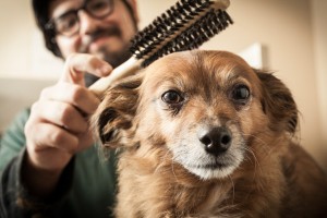 oakland dog grooming