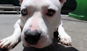 HH-dogpix-01