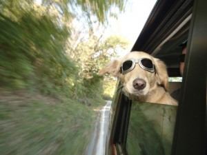 Dog-in-Car-1024x768