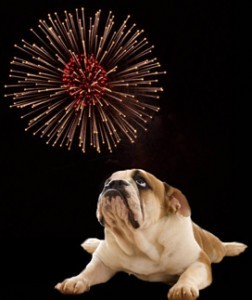 dog-fireworks-252x300