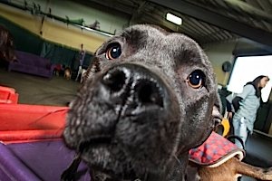 contact happy hound oakland