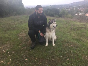 happy hound dog walking services