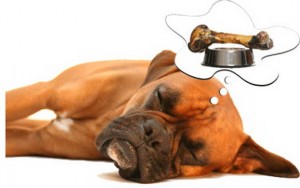 dog-dreaming