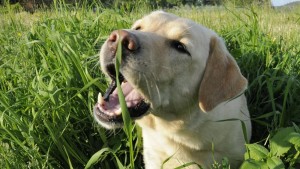 dogs-eat-grass_513d98d7b2f16cf4
