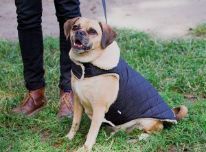 quilted-shearling-jacket