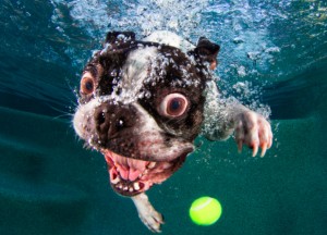 underwater-dogs