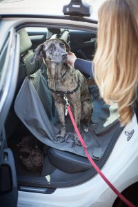 dog transportation oakland