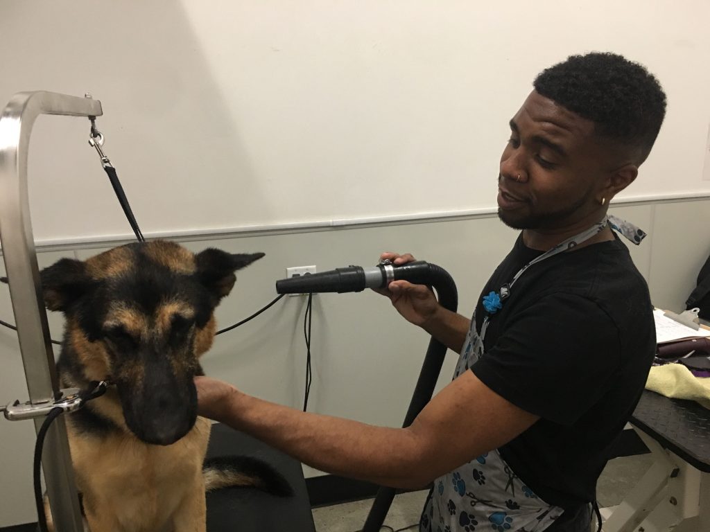 best oakland dog grooming