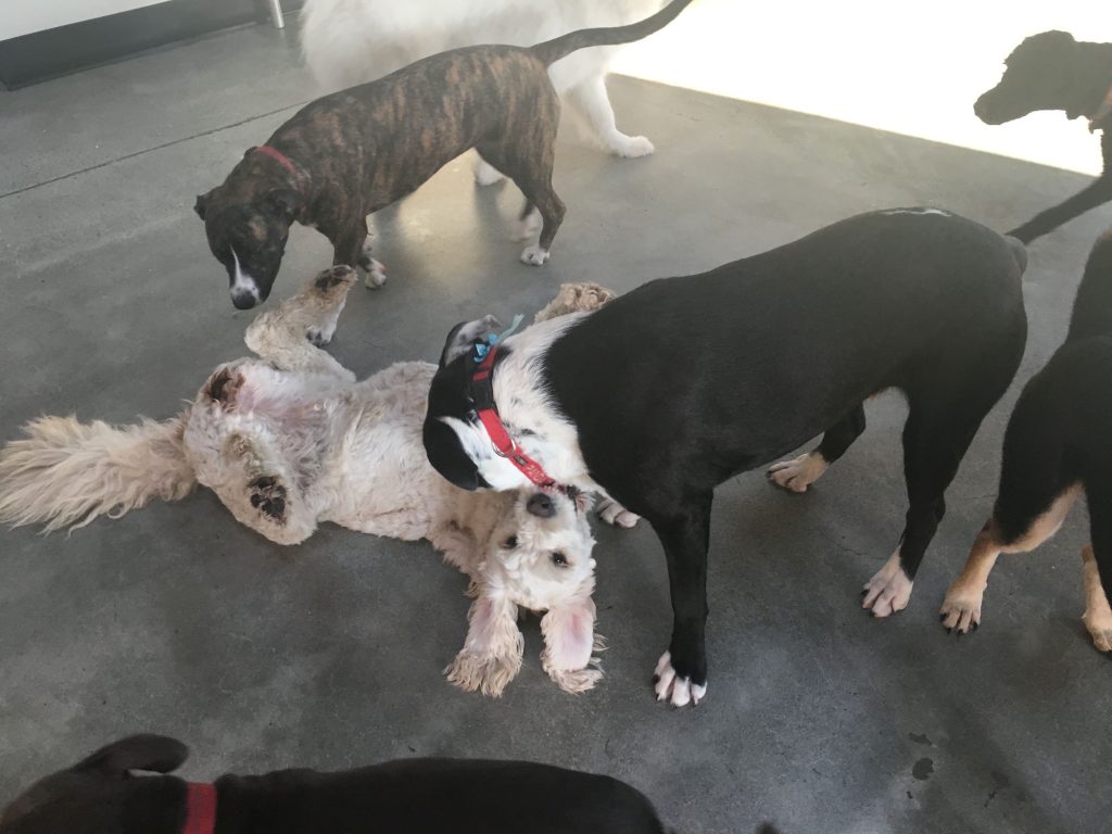 dog daycare in oakland for big dogs