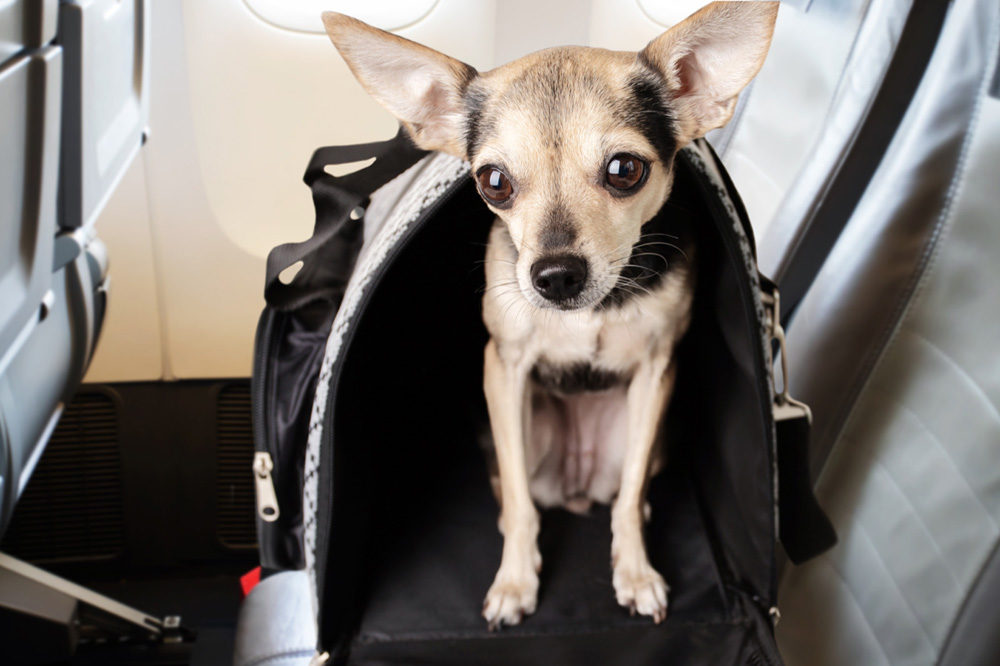 Little dog in airplane carry-on