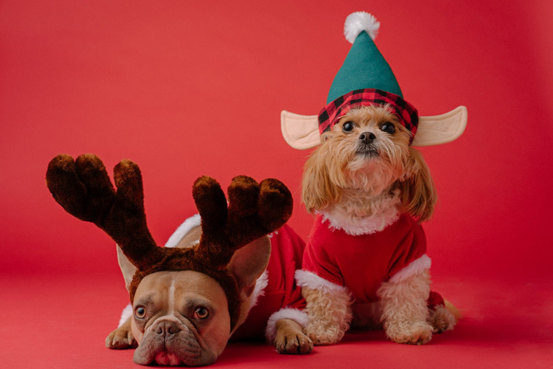 dogs with elf hat and reindeer antlers