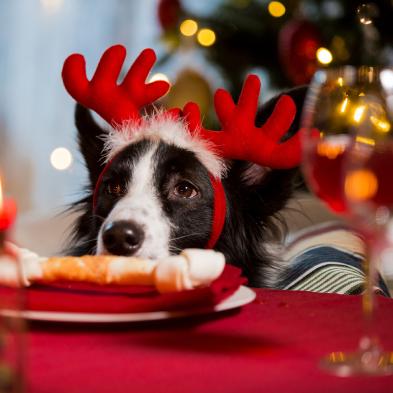 dog with bone at the holiday table