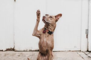 dog giving high five