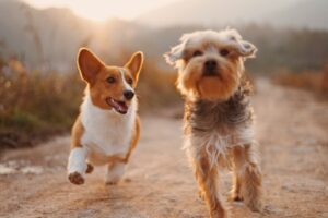dog friends taking a walk