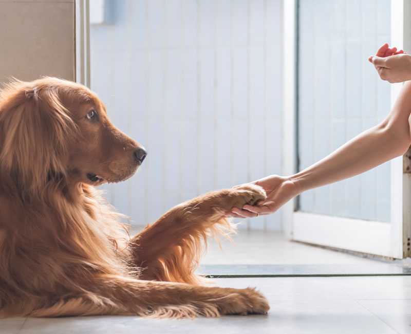 golden retriever paw and hand shake