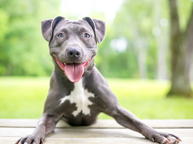 happy gray pitbull dog