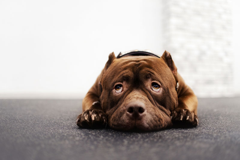 submissive dog