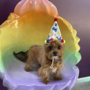 Happy Hound Parker is ready to party