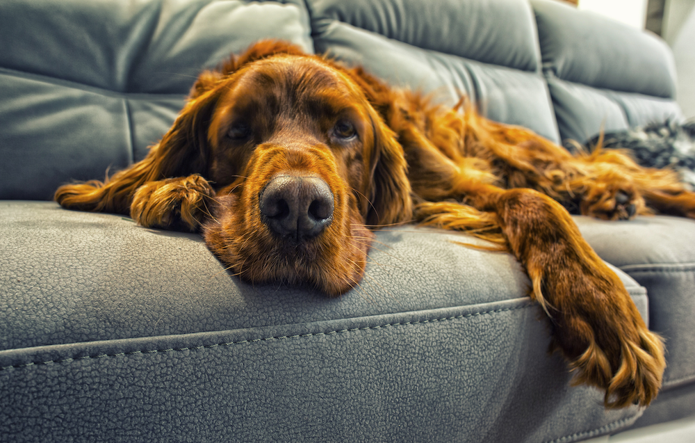 lazy dog on couch