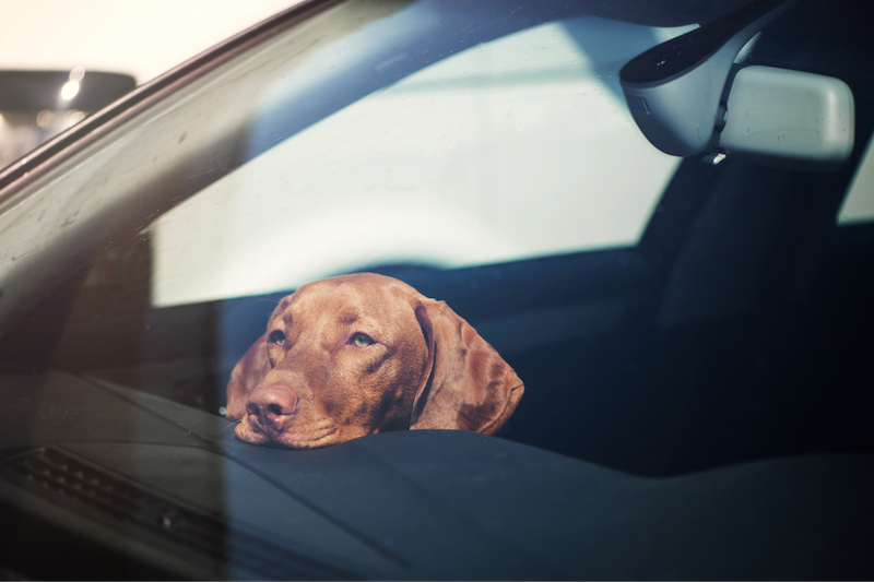 happy hound in hot car