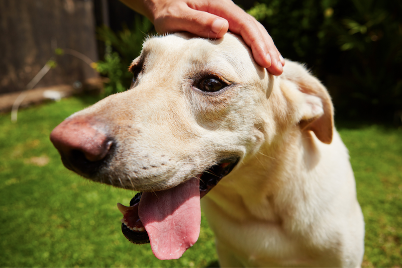 happy hound getting pets