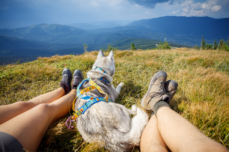 happy hound resting after hike