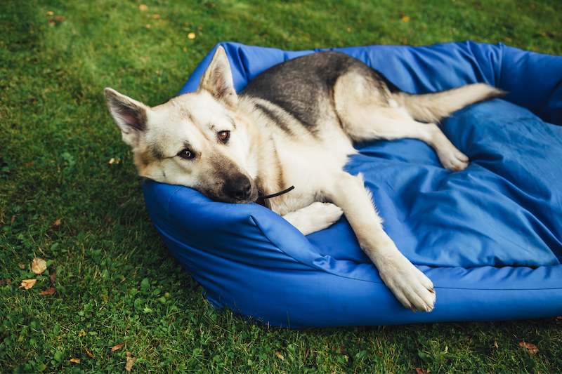 happy hound lounging on sleeping bag