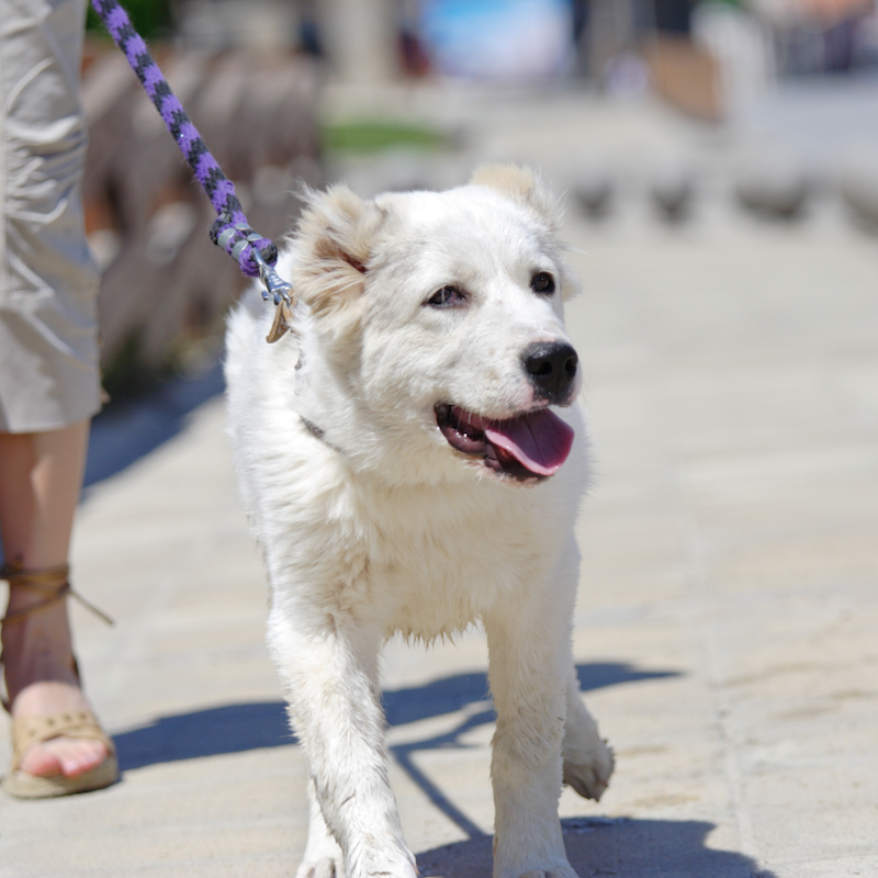 happy hound walking on leash
