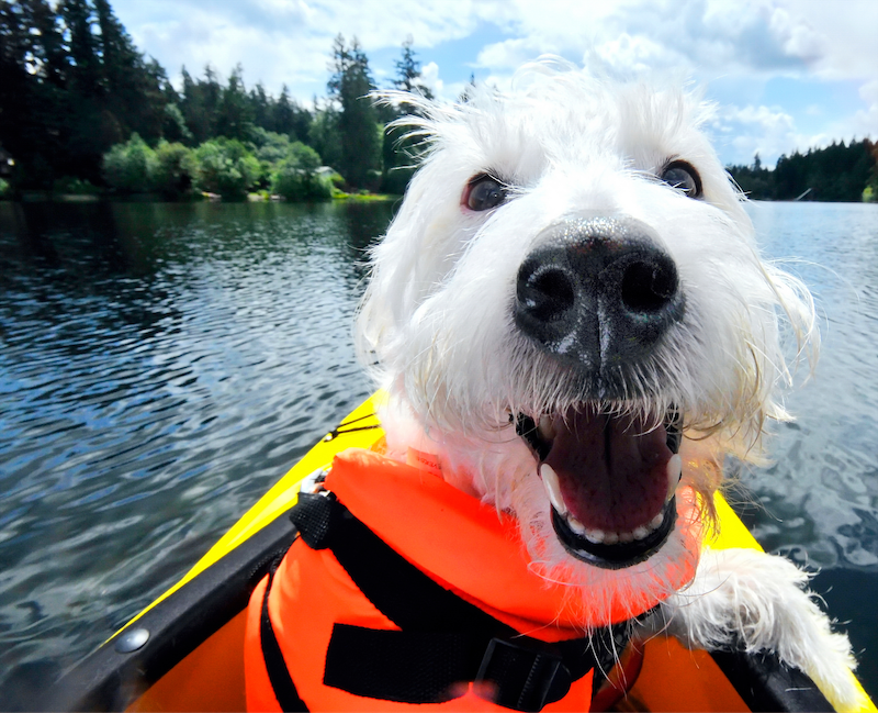 happy hound on boat wearing life vest
