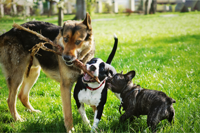 dogs playing with stick in park