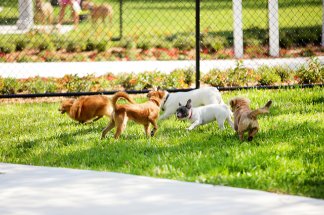 small dog pack playing in park